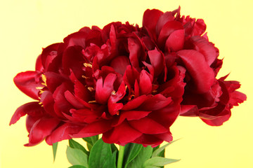 Beautiful peonies on yellow background