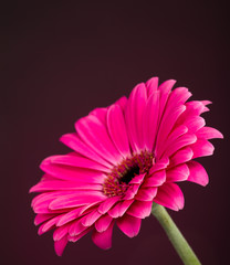 Beautiful Pink Gerber Daisy