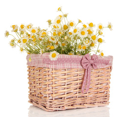 Fototapeta na wymiar Small chamomiles in wicker basket isolated on white