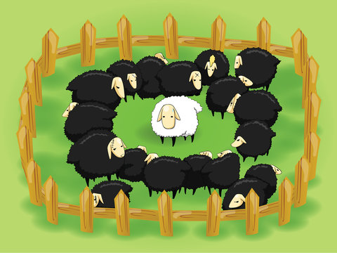 White sheep in the flock of black sheep (opposite side)