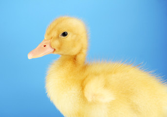 Cute duckling on blue background