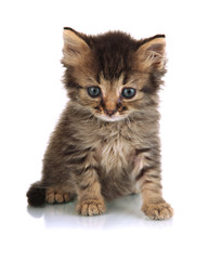 Small kitten isolated on white