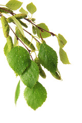 Green birch leaves isolated on white