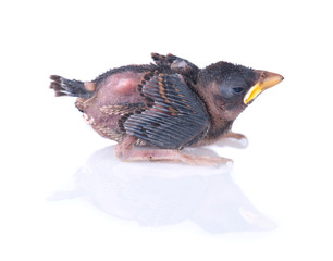 Baby bird of swallow solated on white side view