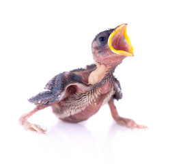 Baby bird of swallow solated on white and hungry for food