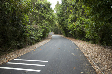 road in woods, grey road to forest showing road marking lines