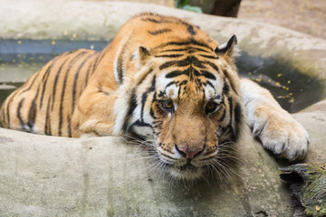Tiger relaxing in water