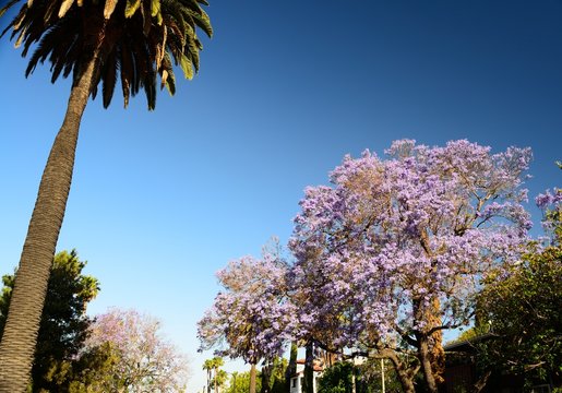 jacarandas y palmeras californias con un denso azul del cielo