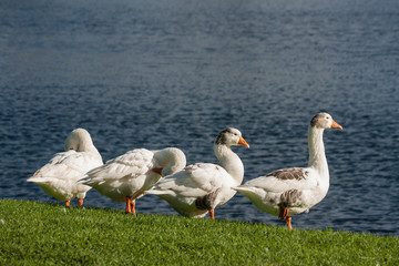flock of domestic geese on riverbank