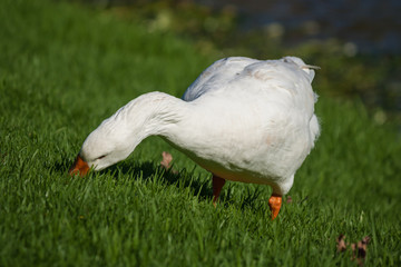 domestic goose grazing on fresh grass