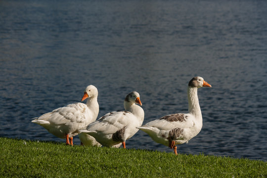 domestic geese on riverbank