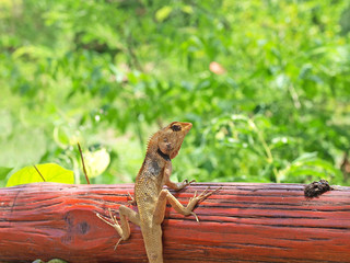 lizard on tree