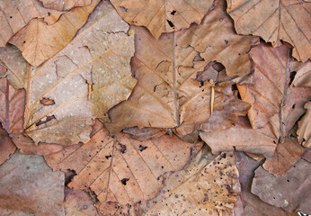 Dry leaves