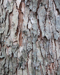 tree texture pattern.