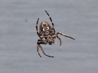 Small cross Spider (Araneus diadematus)