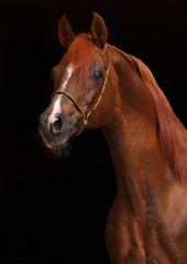 Fototapeta na wymiar Arabian stallion in dark stable