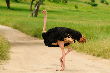 Wildlife Ostrich in safari in Africa