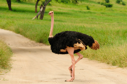 Fototapeta Wildlife Ostrich in safari in Africa