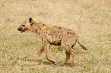 Wildlife  Hyena in safari in Africa