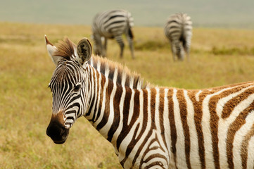 Fototapeta na wymiar Wildlife w Afryce
