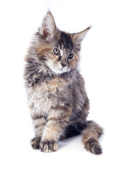 Fototapeta premium maine coon kitten