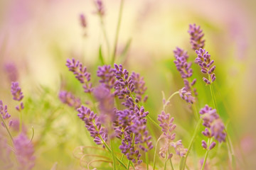 Lavender in spring