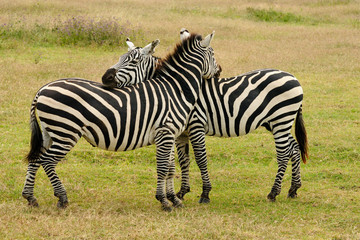 Fototapeta na wymiar Wildlife in Africa, Zebras