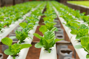 Hydroponic vegetable © Kenishirotie