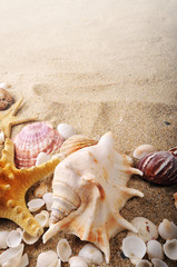 Fototapeta na wymiar Shell i rozgwiazda na piasku w pobliżu morza