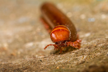 Millipede