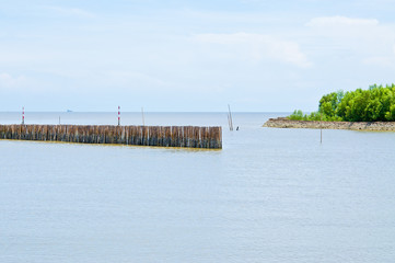 Fototapeta premium Wave barrier in mangrove forest