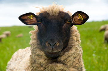 Fototapeta premium owca