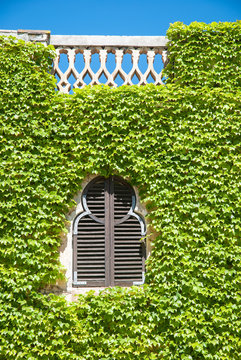 Ventana con enredadera