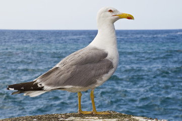 gaviota by Carlos Sanchez