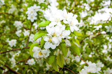Yabloni  flower
