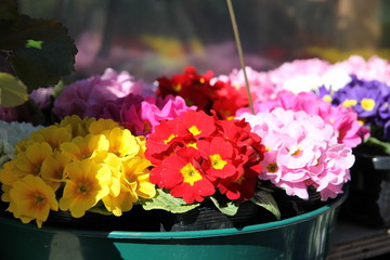 яркие цветы в цветочном магазине