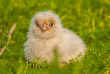 Chick