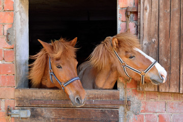 Ponys im Stall