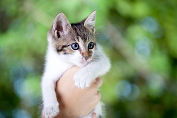 Kitten in the nature