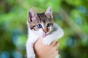 White domestic kitten