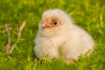 Chick