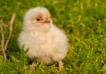 Chick