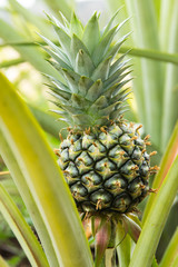 Fototapeta premium pineapple