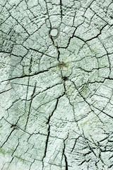 Old Wood cross section background or texture