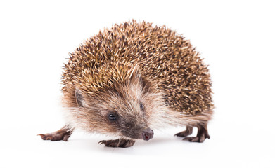 Fototapeta premium wild hedgehog isolated on white