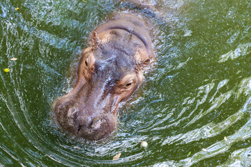 Hippopotamus swimming in water