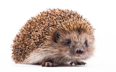 wild hedgehog isolated on white