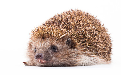 wild hedgehog isolated on white