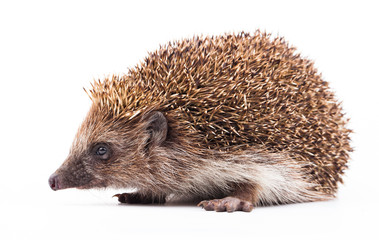 wild hedgehog isolated on white