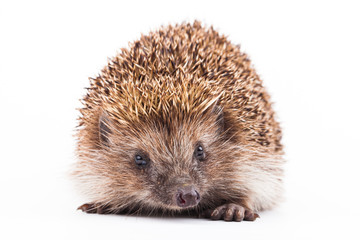 wild hedgehog isolated on white